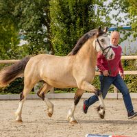 Cornwall Optimus Prime