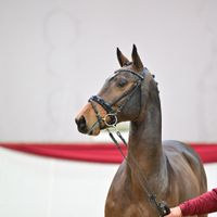 Hengst V. Zeal Future - Glenfiddich VDL