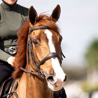 Navaro Van t Verahof