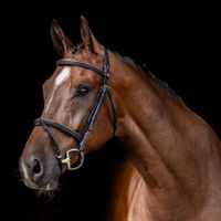 Crazkraker Vd Gangerhoeve Z 'J