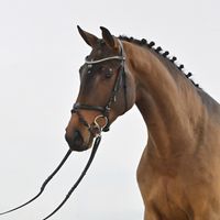 Contha Quanda Blue PS