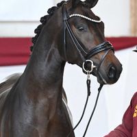 Hengst V. For Dance - Sorento