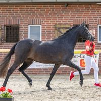 Heiligenbergs Viva La Revolution