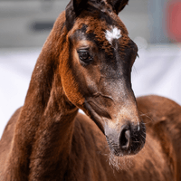 Fohlen von Chaccotage Blue Ps/Stakkato
