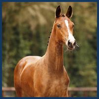 Tebora van de Friese Grens