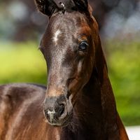 Upsilon Ter Leybroeck