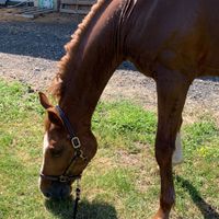 Save The Victory van de Pietakker