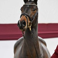 Hengst V. Tangelo van de Zuuthoeve - Numero UNO