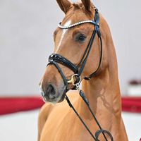 Hengst V. de Niro Gold - Formidabel