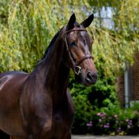 Louiseholms Q-Laudia