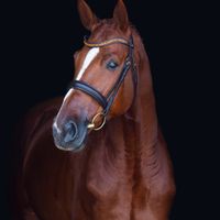 Rik van het Germelaeveld