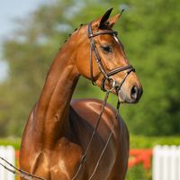 Tinka van Het Schanshof