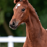 Fohlen von Coeur de Bella Donna/Corrido