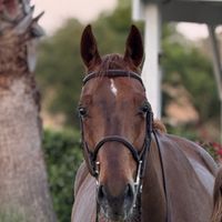 Goliath de L Eldorado