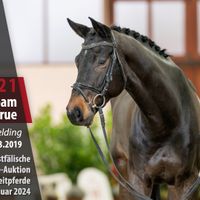 Destano's Dream Come True