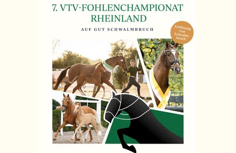 7. VTV Fohlenchampionat mit Fohlenauktion "Schloss Wickrath Spezial"