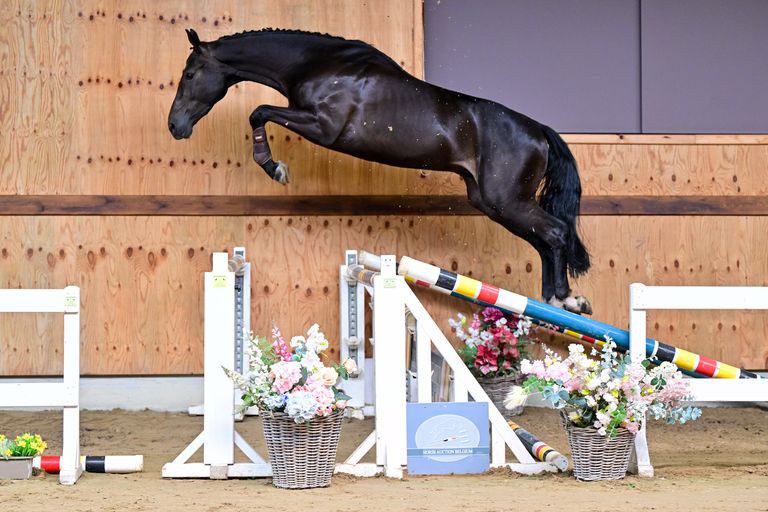 Stallion Streams Live Stream - Horse Auction Belgium - 2025 | Videos, Live Streams ...
