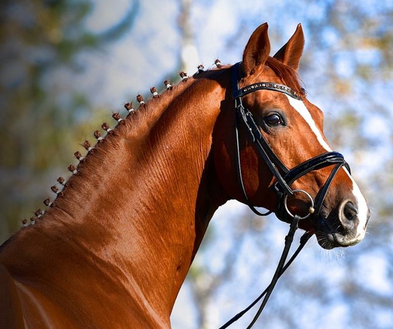 Stallion Streams Showjumping & Eventing Stallions - British Breeding Stallion Event at ...