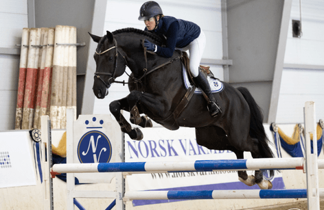 Hingstekåring Norsk Varmblod