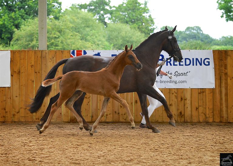 Yearlings presented loose on the flat British Breeding Futurity