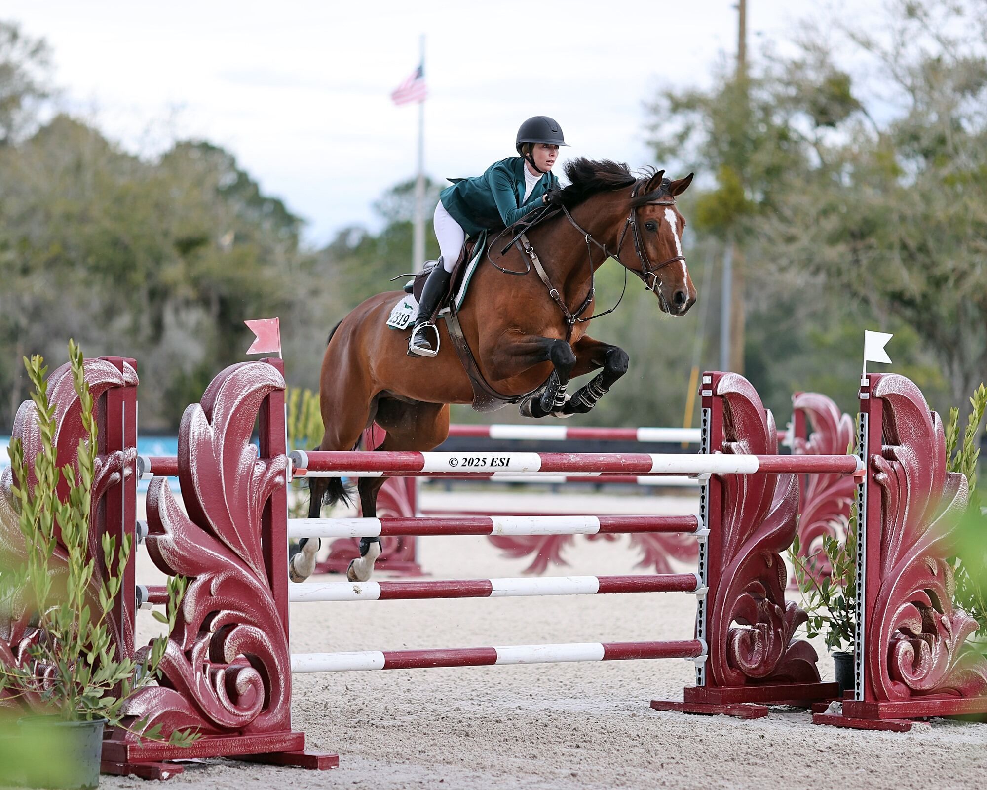 501)$400 Large Junior Hunter 3'3