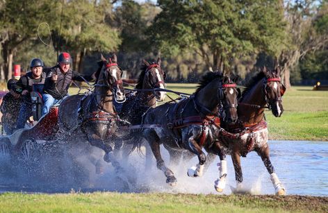 Combined Driving at TerraNova - USEF National