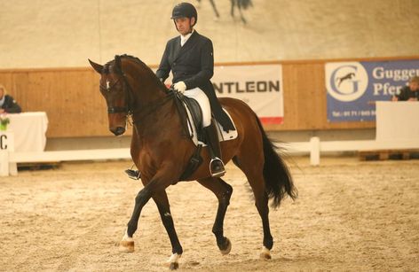 Reitsporttage auf dem Waldhauser Hof mit DSP Stutenchampionat & Fohlen Hybrid Auktion
