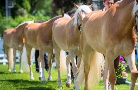 Alps Coliseum - 22. Südtiroler Haflinger Fohlenchampionat