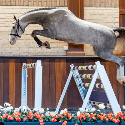 Trigon Auctions - 3yo horses