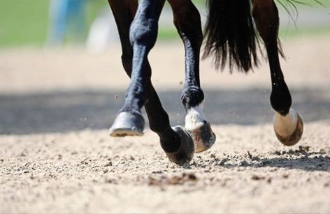 Dressage Ireland National Finals 2025
