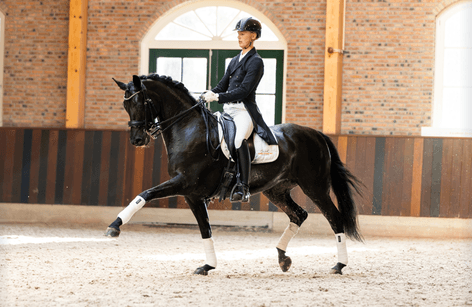 Excellent Dressage Sales 2025