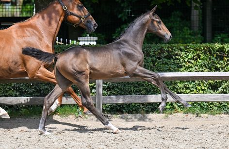 Flanders Foal Auction Sentower