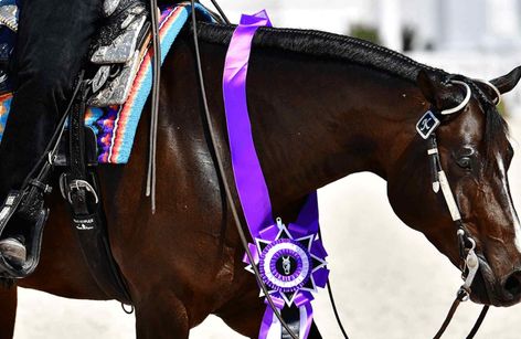 A Sudden Impulse AQHA, FQHA & NSBA Futurity