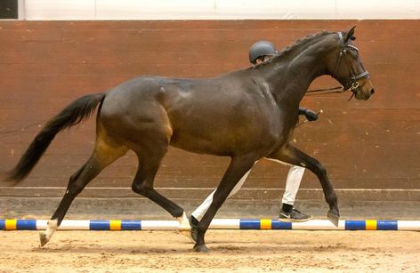 Young Horse Test | SWB Östergötland