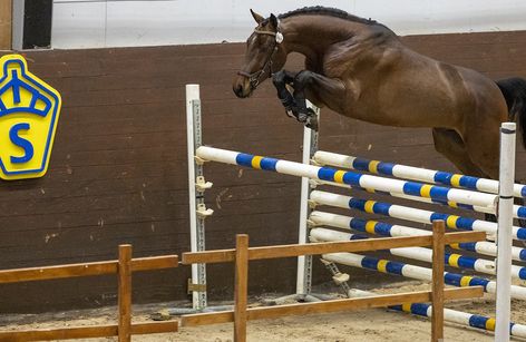 SWB Bruksprov | SWB Stallion Performance Test