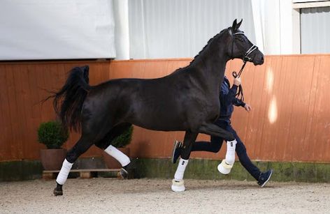 HP horses åbent hus 2025