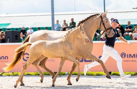 Otwarty Czempionat Źrebiąt i Koni Ras Szlachetnych - Salio 2024