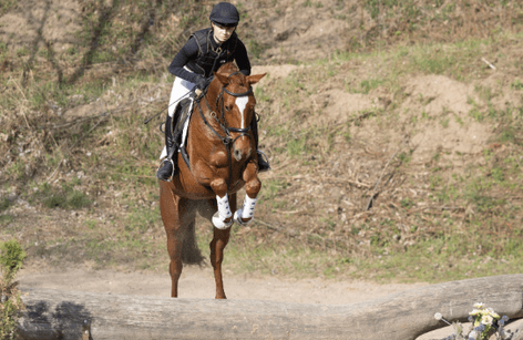 Trakehner Breeder's Market 2025