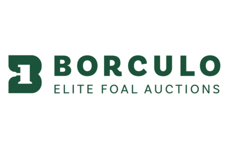 Elite foal auction Borculo 2025