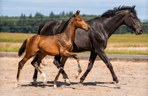 Tyszko & Cichoń Elite Foals Auction