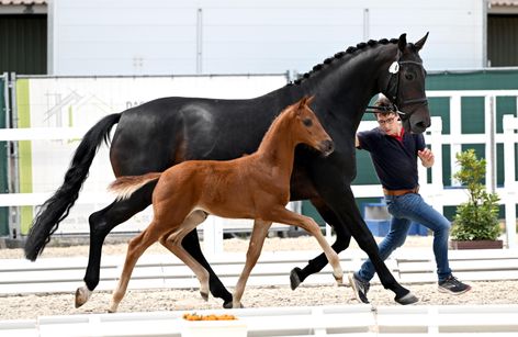 1st Schockemoehle - Helgstrand International Online Jumping and Dressage Foals Auction 2025