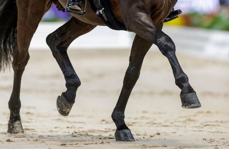 Kranichsteiner Dressage Indoor Masters