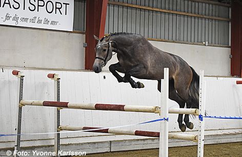 Young Horse Test | Österlens Hästvänner