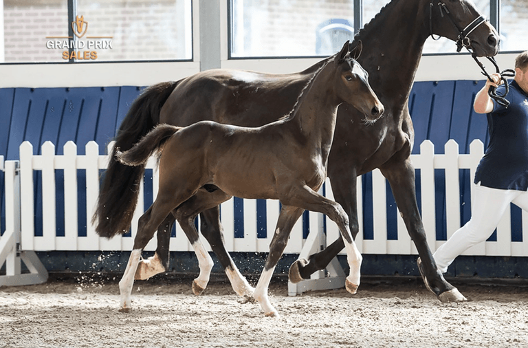 live-stream-grand-prix-sales-dressage-foals-2023-videos-live