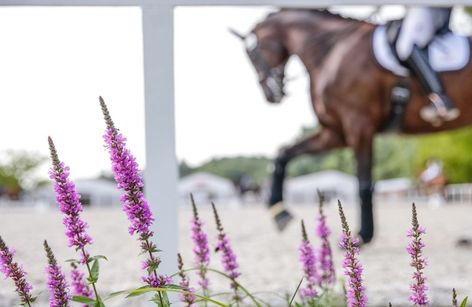 Fót - CDI-W, CDI1*, CDI3*