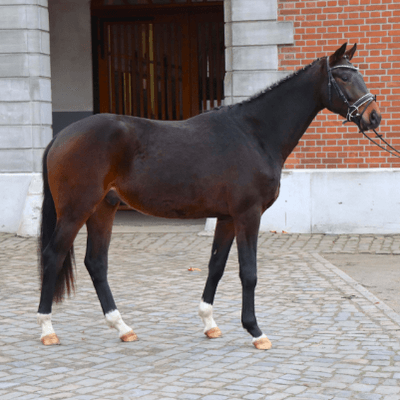 Adventsauktion - Celler Online-Auktion