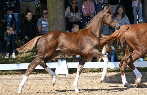 DSP One-Day-Fohlenauktion in Rohr