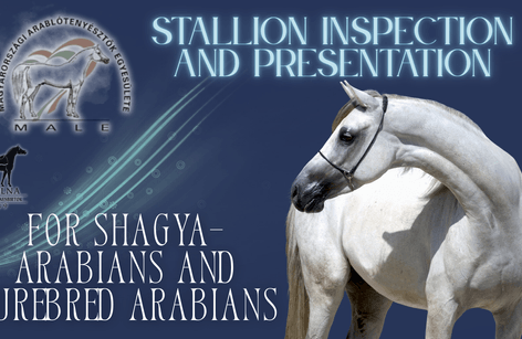 Shagya-arab és arab telivér ménvizsga és tenyészmén bemutató