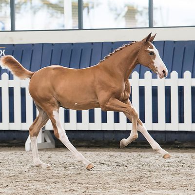 Grand Prix Sales - Jumping Foals