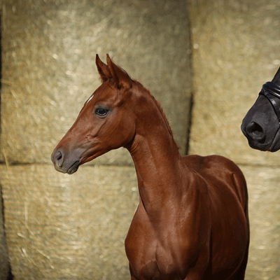 Sweetwater Stud Autumn Sale 2025